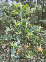 Acacia podalyriifolia