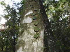 Parsonsia plaesiophylla