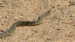 Bothrops alternatus