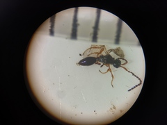 Diapriinae