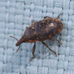 Larinus turbinatus