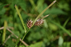 Carex lupulina