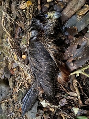 Falco novaeseelandiae