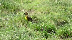 Pseudoleistes virescens