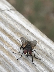 Musca domestica