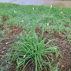 Allium tuberosum