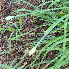 Allium tuberosum
