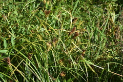 Carex lupulina