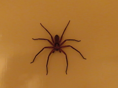 Heteropoda distincta