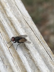 Musca domestica