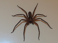 Heteropoda distincta