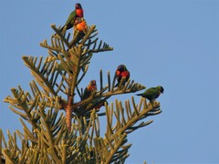 Trichoglossus moluccanus