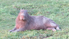 Hydrochoerus hydrochaeris