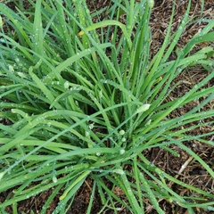 Allium tuberosum