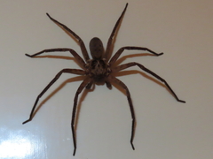 Heteropoda distincta