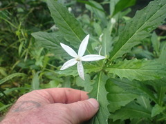 Hippobroma longiflora