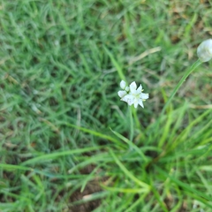 Allium tuberosum