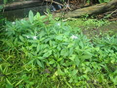 Hippobroma longiflora