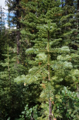 Abies lasiocarpa