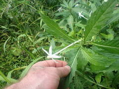 Hippobroma longiflora