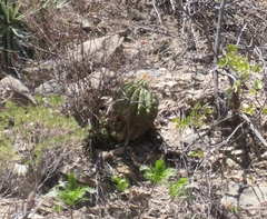 Ferocactus echidne