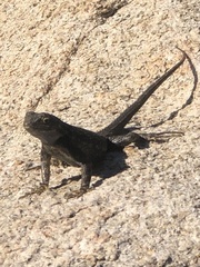 Sceloporus occidentalis longipes