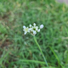 Allium tuberosum