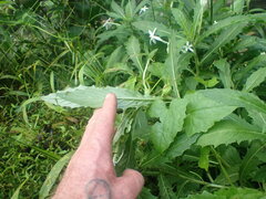 Hippobroma longiflora