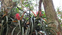 Aechmea recurvata
