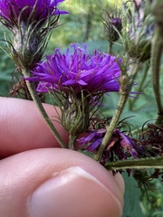 Vernonia noveboracensis