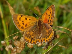 Lycaena virgaureae