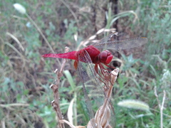 Crocothemis servilia mariannae