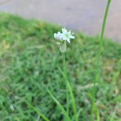 Allium tuberosum