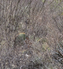 Echinocactus platyacanthus