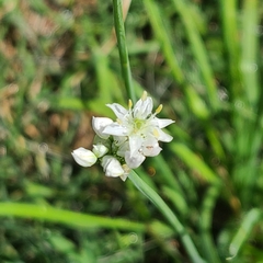 Allium tuberosum