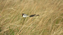 Alectrurus risora