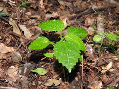 Dendrocnide photiniiphylla