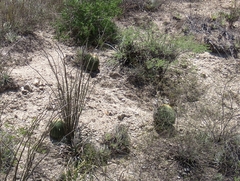 Echinocactus platyacanthus