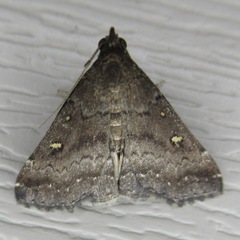 Tetanolita mynesalis