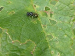 Crossocerus dimidiatus