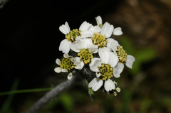 Achillea nana