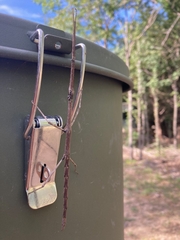 Megaphasma denticrus