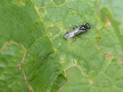 Crossocerus dimidiatus