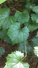 Vitis rotundifolia