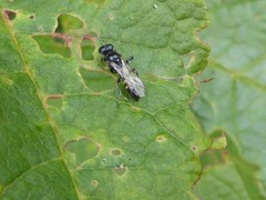 Crossocerus dimidiatus