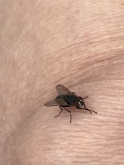 Musca domestica