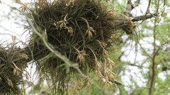 Tillandsia ixioides