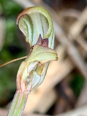 Pterostylis concinna