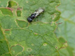 Crossocerus dimidiatus