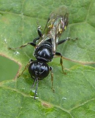 Crossocerus dimidiatus